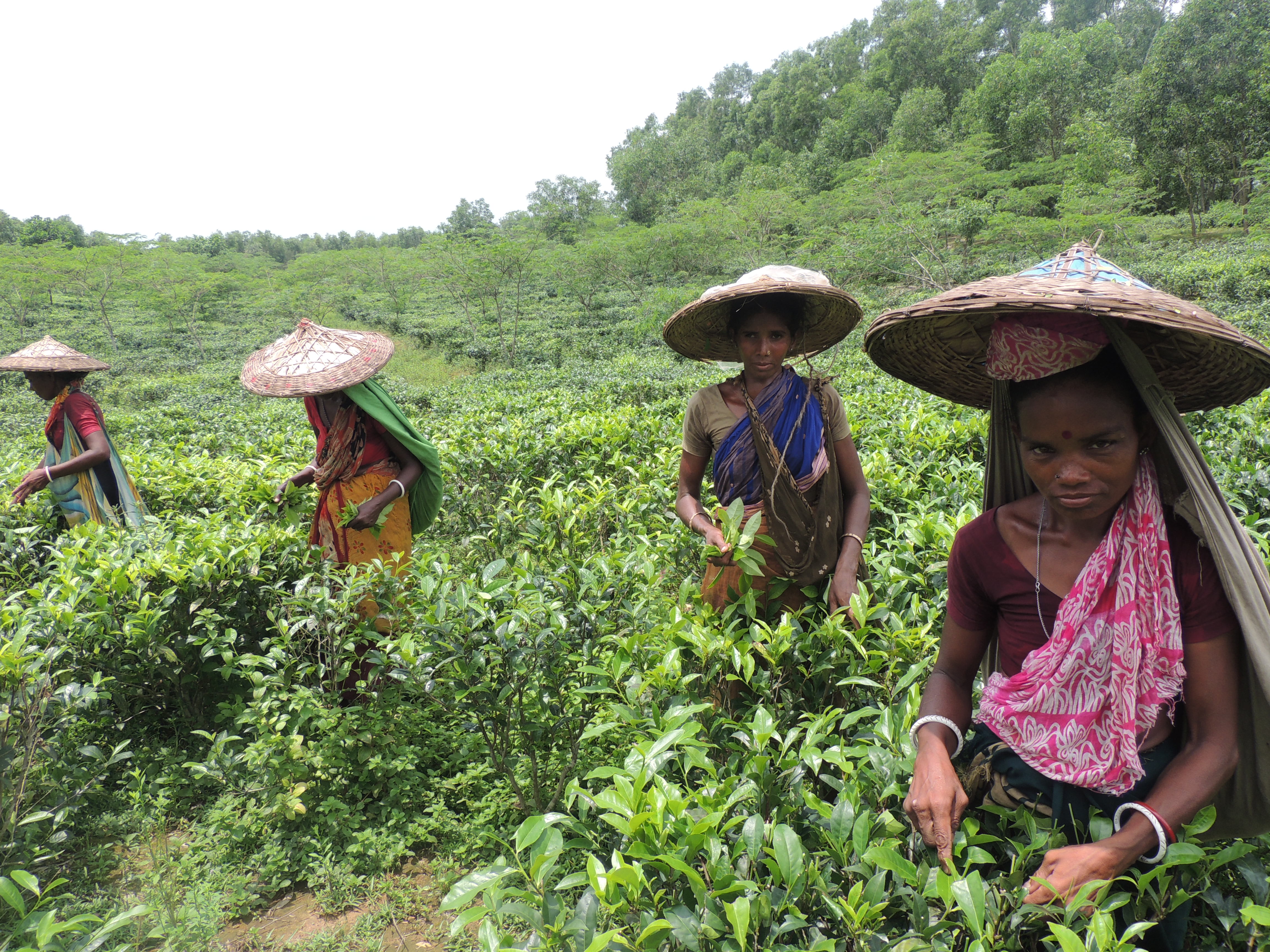 Social Protection for female tea garden workers and their families in the Sylhet Division