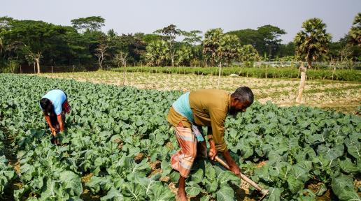 Lead farmer Mohammad Abul Kalam (front), working on his vegetable demonstration plot